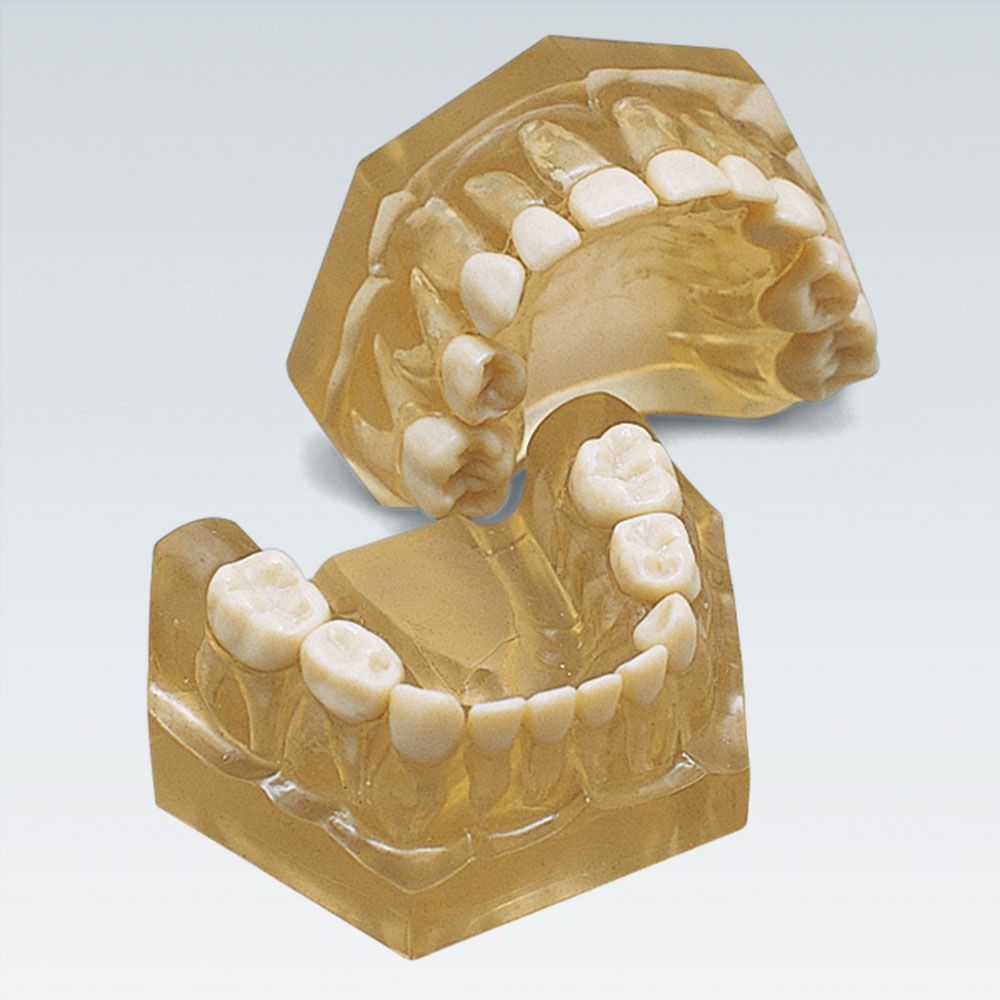 AM-5 Детская стоматологическая модель из эластичного прозрачного пластика с видимыми анатомическими корнями зубов