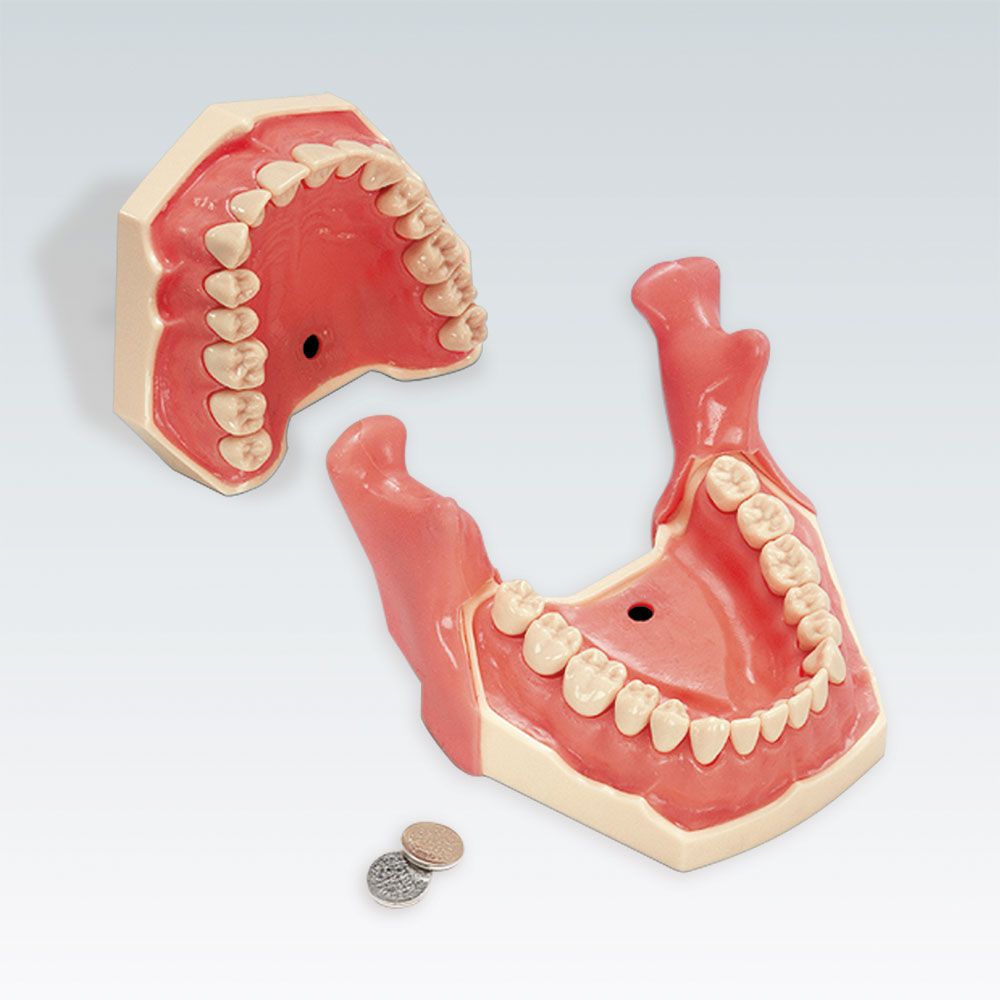 AG-3 IB Стоматологическая модель верхней и нижней челюсти взрослой анестезии