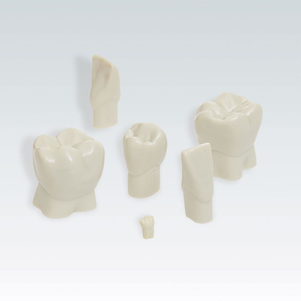 D-2 Демонстрационный модельный зуб в масштабе 5:1