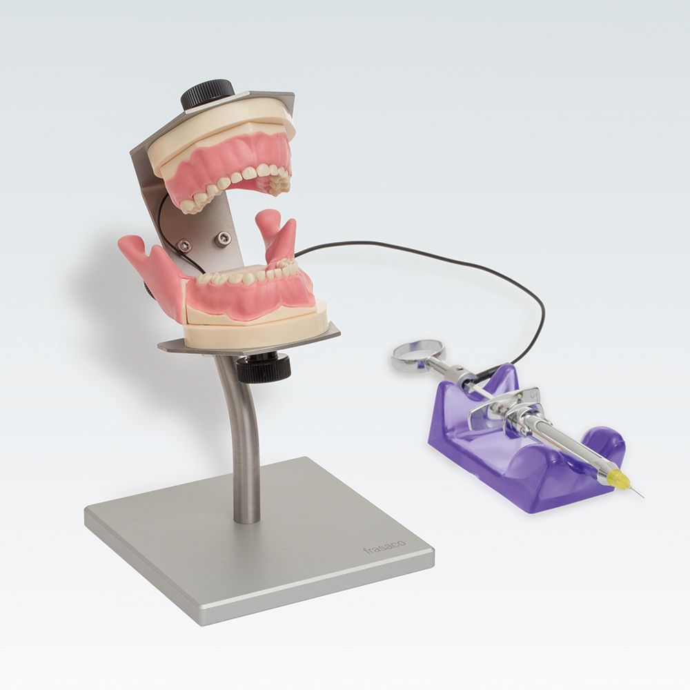 AK-6/2 IB HA Стоматологическая модель детской верхней и нижней челюсти для проведения анестезии + шприц с подставкой