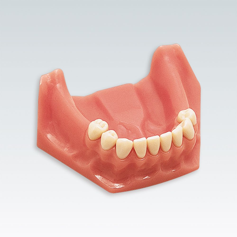 A-3 TUK Стоматологическая модель нижней челюсти с частичным зубным рядом 874321 - 12345 78