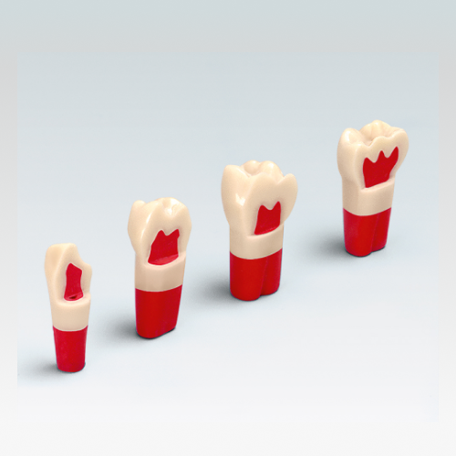 ANA-4 ZSDP Зуб с имитацией эмаль-дентин-пульпа, окрашен в разные цвета 