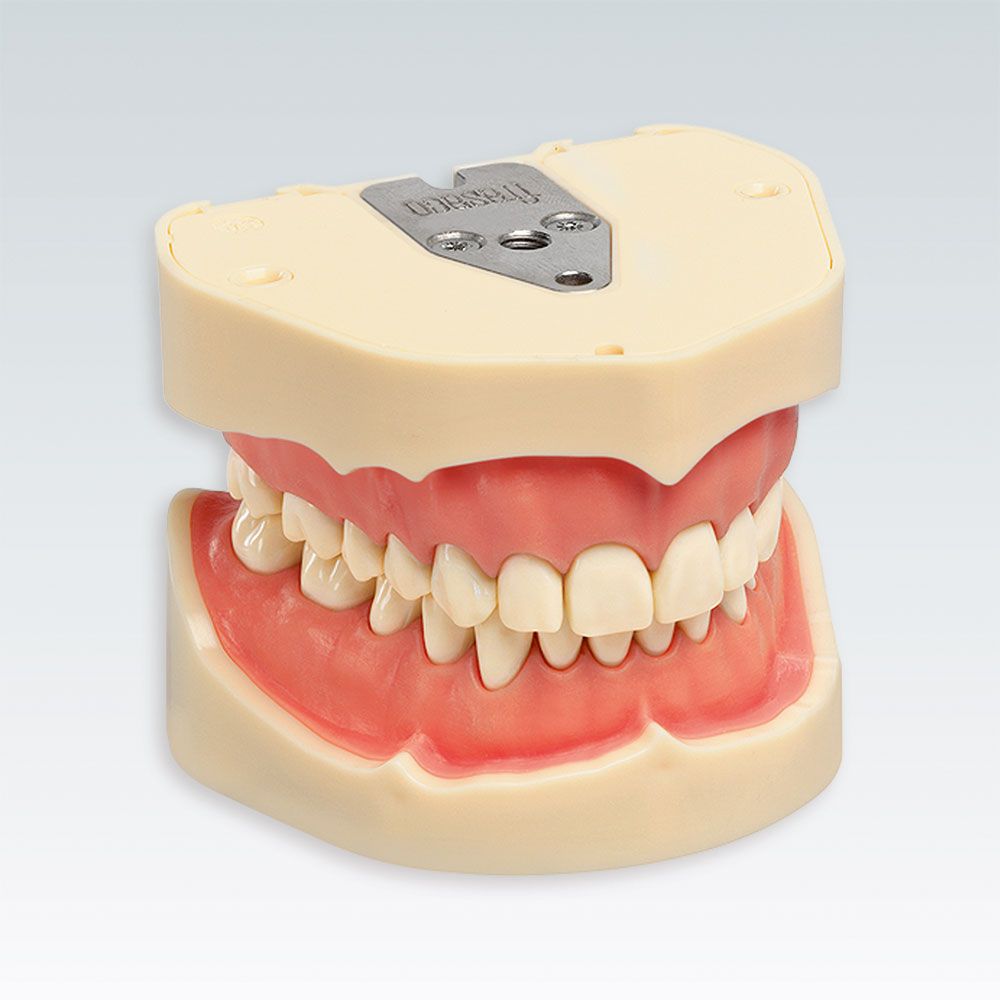 ANKA-4 V Стоматологическая модель верхней и нижней челюсти с системой фиксации зубов "Click In" с упрощенной десной
