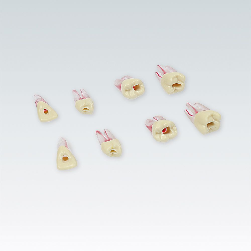 ANA-4 ZPUKN TT Зуб для эндодонтического тренинга с анатомическими корнями для традиционной техники № зуба на выбор 21, 24, 26, 46