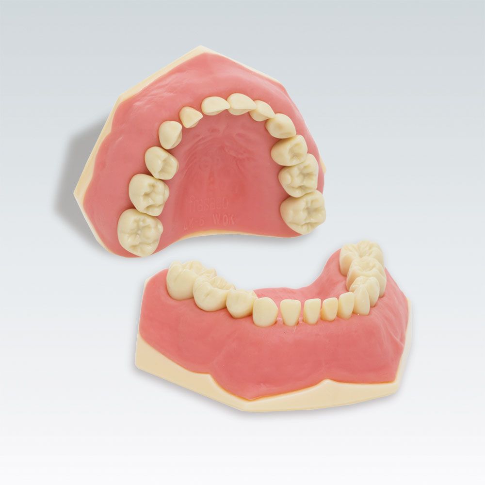 AK-6 M Детская стоматологическая модель верхней и нижней челюсти с низким контуром десны 20 молочных зубов