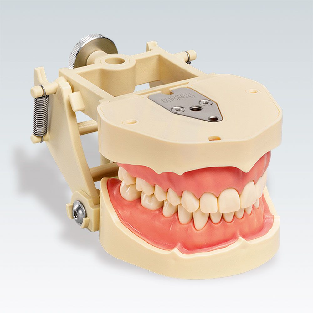 ANKA-4 DAV Стоматологическая модель верхней и нижней челюсти с системой фиксации зубов "Click In" на демонстрационном артикуляторе