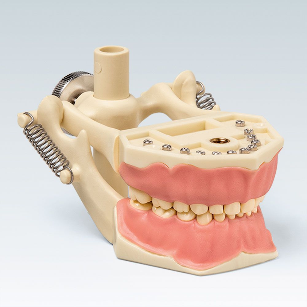 AK-6/2 DAK Детская стоматологическая модель верхней и нижней челюсти 20 молочных и 4 постоянных зуба на артикуляторе