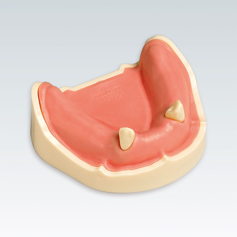 ANA-4 TUKV Стоматологическая модель нижней челюсти