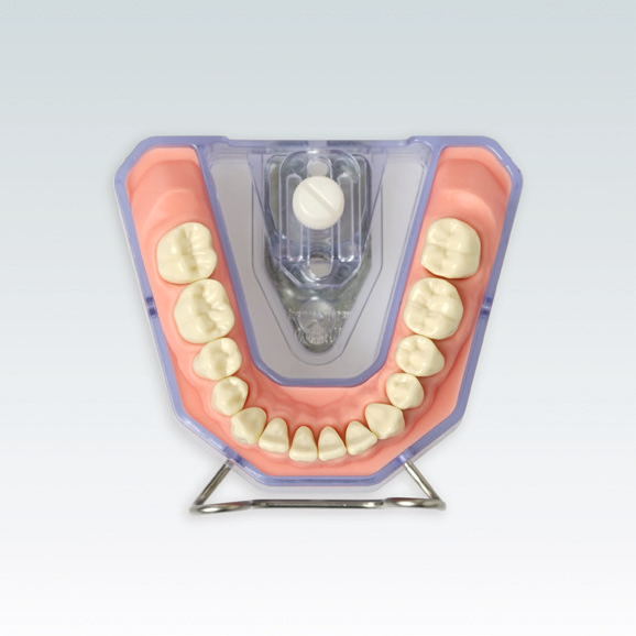 A-RE SET UK 99-001 Стоматологическая модель нижней челюсти для рентгенологии 