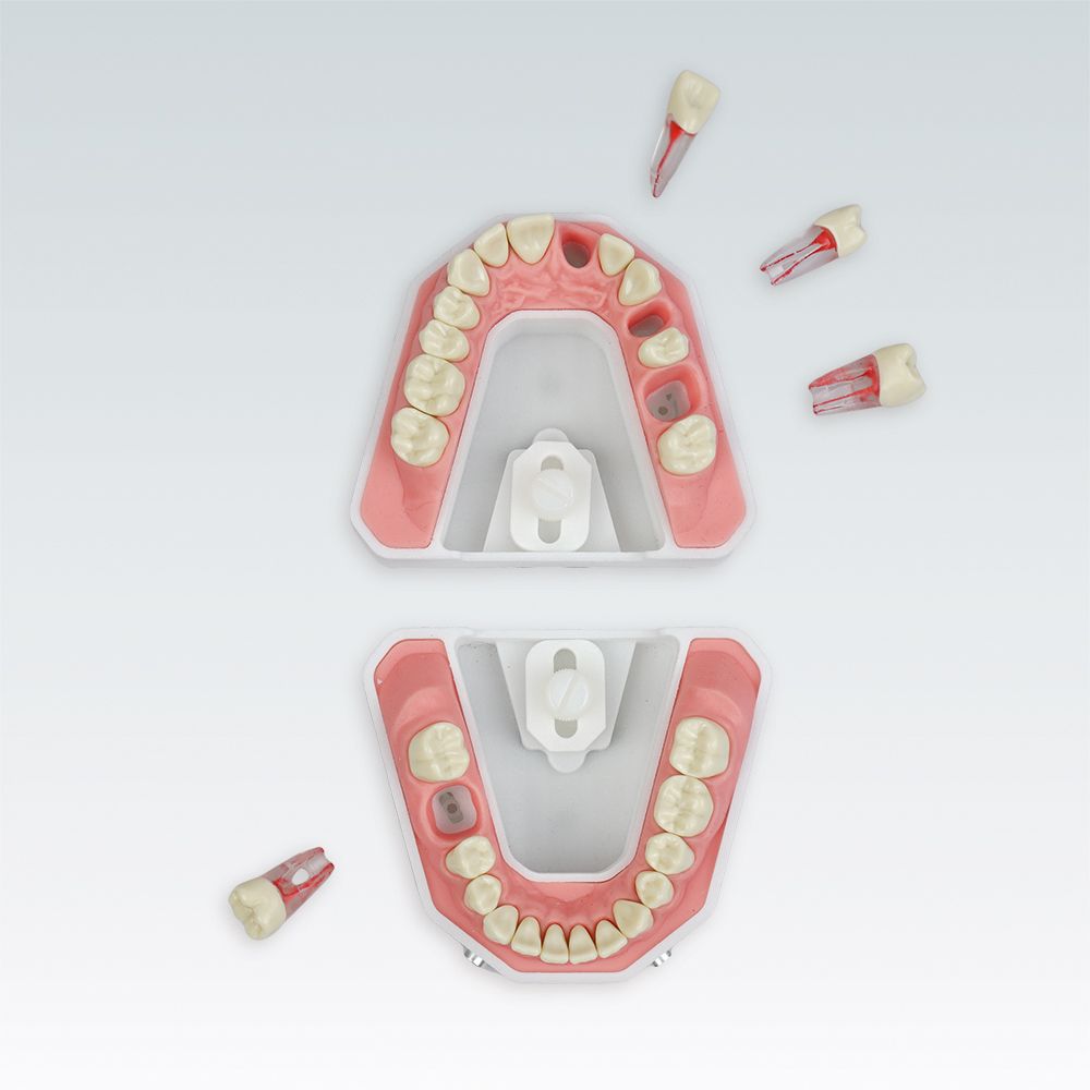 A-REEM 901 Стоматологическая модель верхней и нижней челюсти для эндометрической и рентген-диагностики серии A-RE с 4-мя эндо-зубами