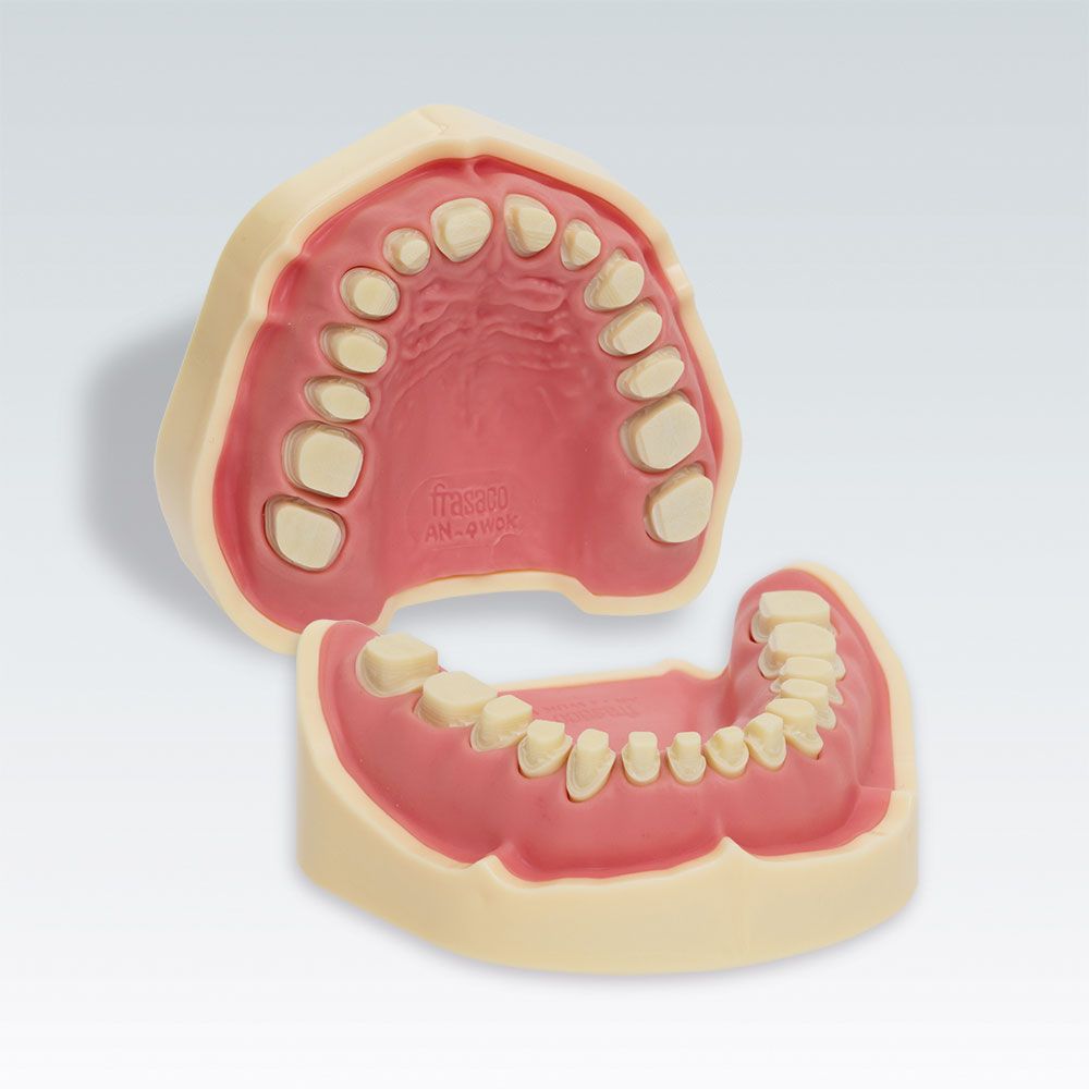 ANA-4 AW Стоматологическая модель верхней и нижней челюсти c зубами под восковое моделирование 