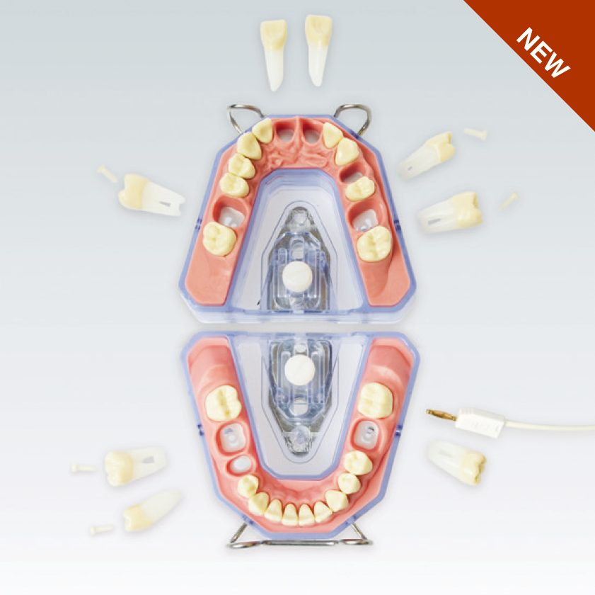 A-REEM 903 Стоматологическая модель верхней и нижней челюсти для эндометрической и рентген-диагностики серии A-RE с 8-ю эндо-зубами