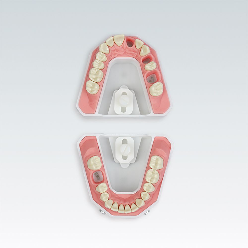 A-REE OK 901 Стоматологическая модель верхней челюсти для эндометрической и рентген-диагностики серии A-RE с 3-мя эндо-зубами