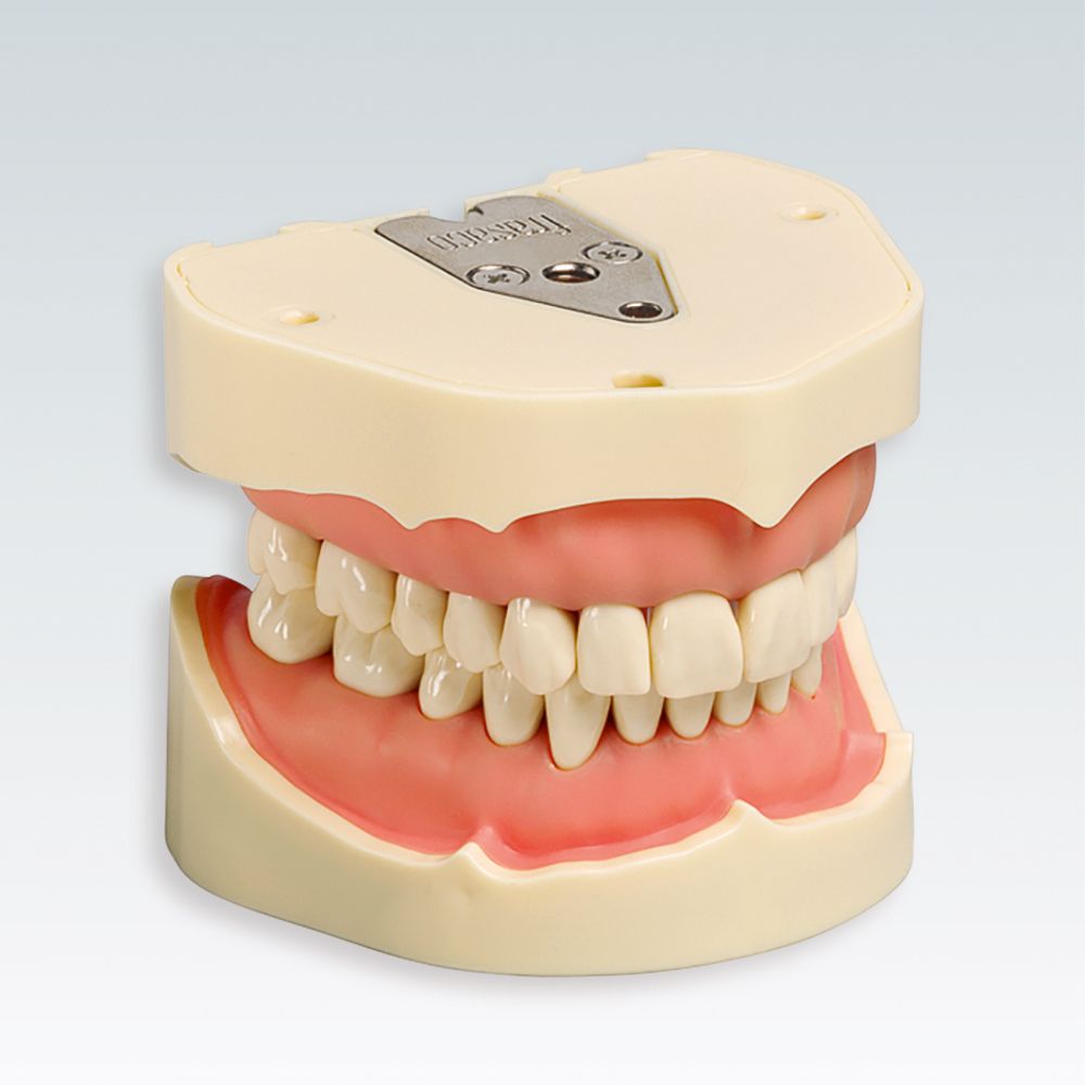 ANA-4 V Стоматологическая модель верхней и нижней челюсти с упрощенной десной