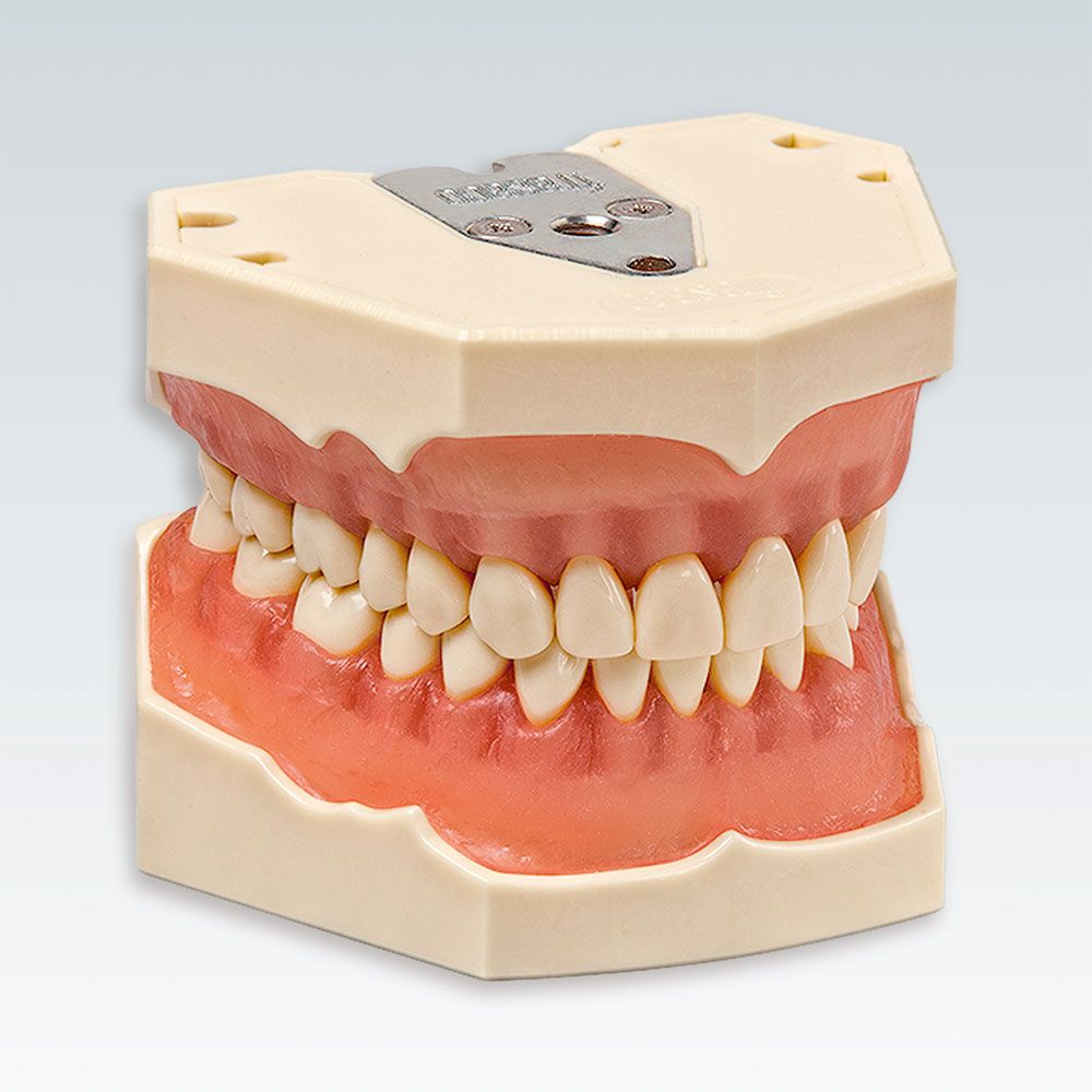 AG-3 H KR Стоматологическая модель верхней и нижней челюсти для дентальной гигиены с прозрачной слизистой