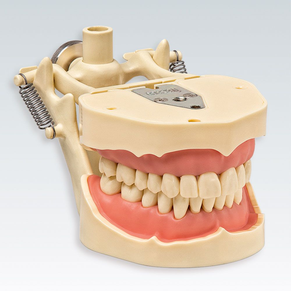 ANKA-4 DAF Стоматологическая модель верхней и нижней челюсти с системой фиксации зубов "Click In" на демо-артикуляторе
