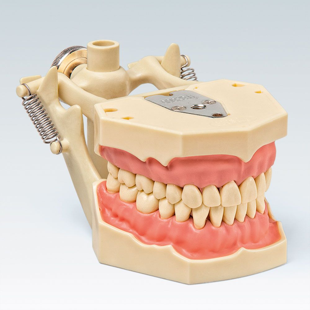 AG-3 DA Стоматологическая модель верхней и нижней челюсти на демонстрационном артикуляторе, соответствует 15-20 летнему возрасту