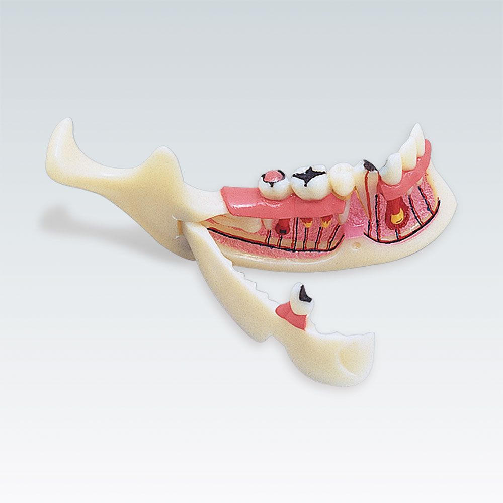D-1 Стоматологическая модель нижней челюсти в натуральную величину с различными патологическими изменениями