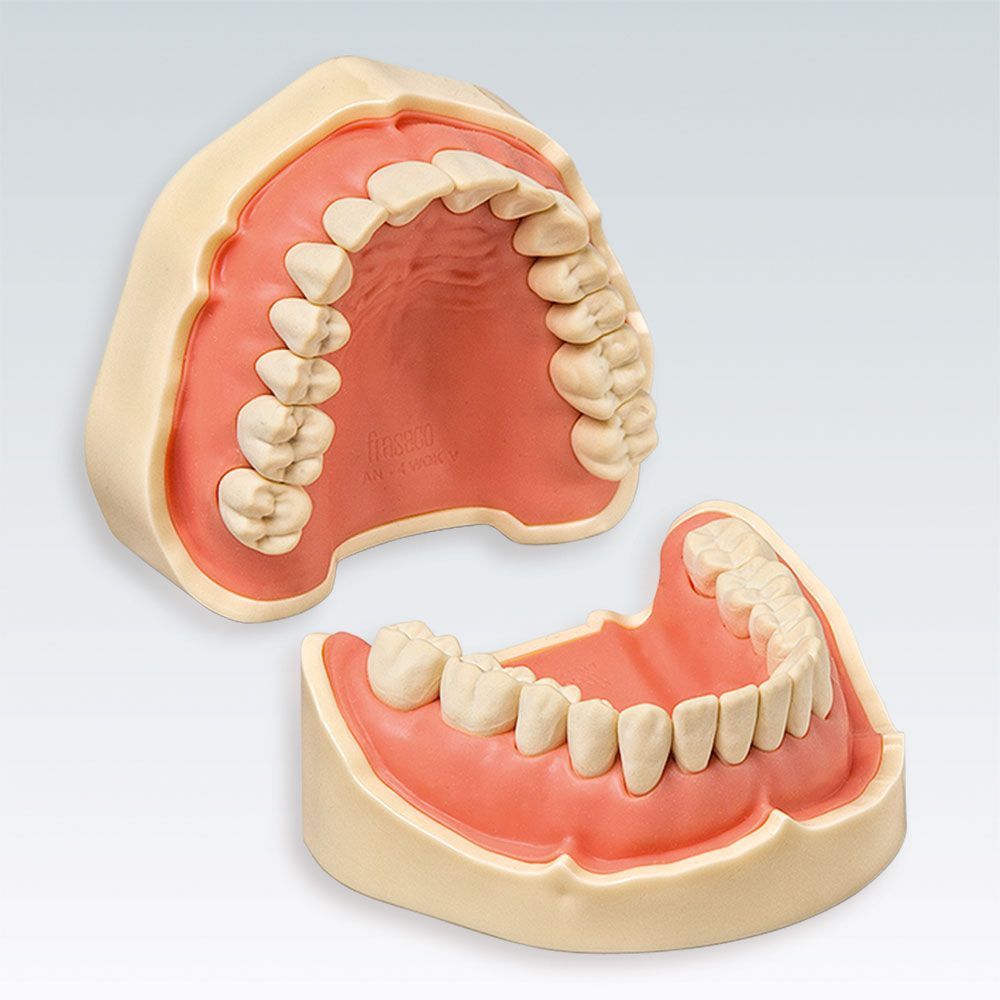 ANKA-4 V CER Стоматологическая модель верхней и нижней челюсти с системой фиксации зубов "Click In" для CER