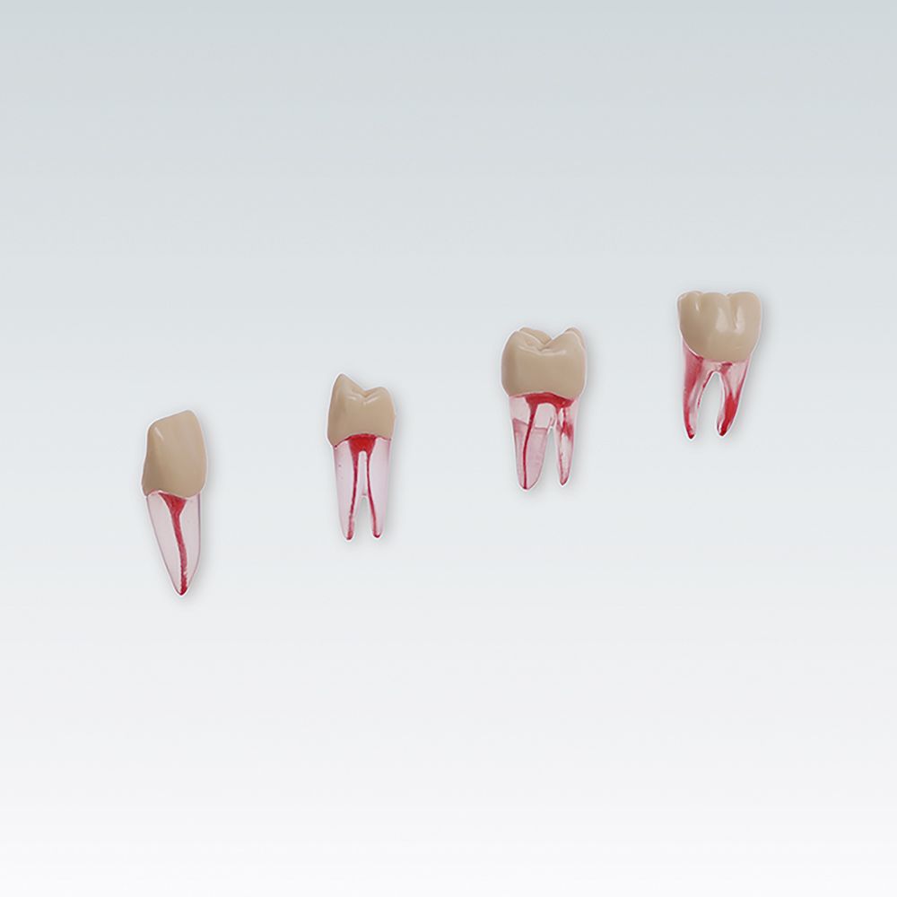 ANA-4 ZPUKN Зуб для эндодонтического тренинга с анатомическими корнями № зуба на выбор 11, 16, 21, 24, 26, 36, 45, 46