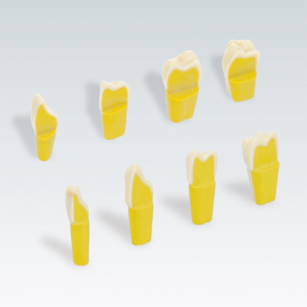 ANKA-4 ZSD Зуб с имитацией эмаль-дентин, окрашен в разные цвета с фиксацией "Click In"