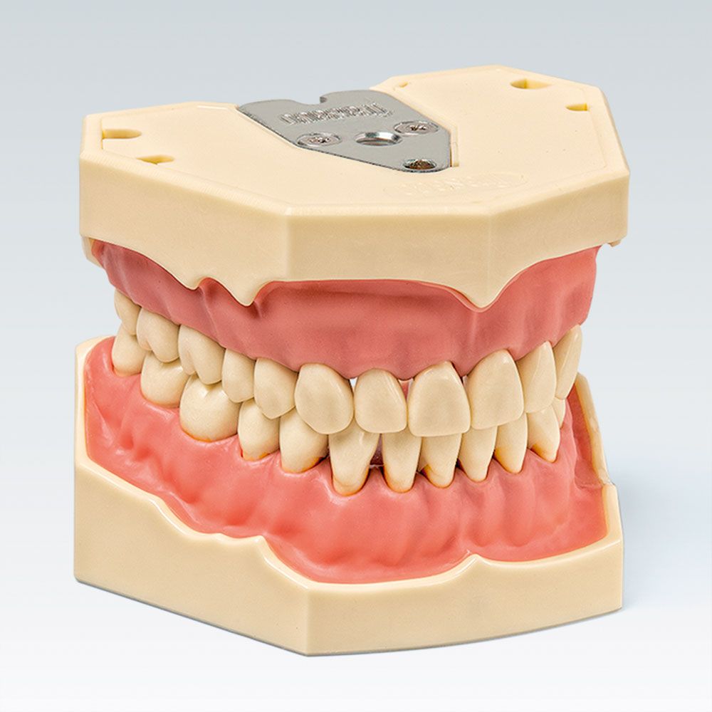 AG-3 Стоматологическая модель верхней и нижней челюсти в стабильной окклюзии 32, соответствует 15-20 летнему возрасту