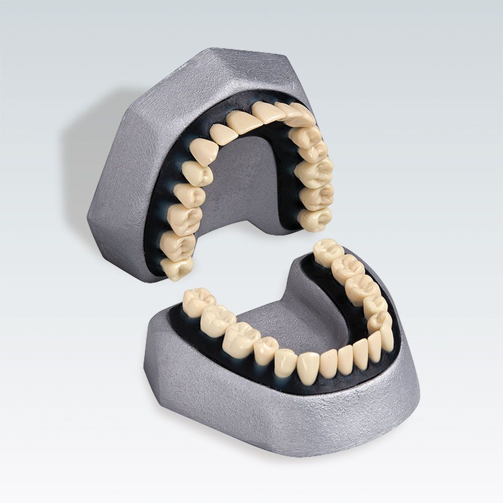 A-E K Стоматологическая модель для удаления зубов из дюропласта